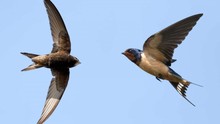 Tăng cường giải pháp ngăn chặn tình trạng săn bắt trái phép chim yến