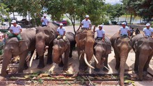 Đắk Lắk: Mở tiệc Buffet chiêu đãi đàn voi nhà