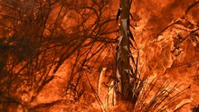 Những đám cháy rừng thảm khốc nhất trong lịch sử nước Mỹ