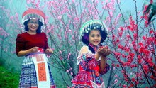 Hoa đào trong Ngày Tết cổ truyền của người Việt Nam