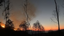 Kịp thời dập tắt ba vụ cháy rừng ở huyện Mù Cang Chải
