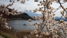 Chiêm ngưỡng vẻ đẹp của hoa anh đào và núi Phú Sỹ tại hồ Kawaguchi