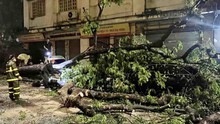 Hà Nội: Khắc phục hậu quả hơn 400 cây xanh bị gãy, đổ, nghiêng sau trận mưa giông tối 20/4