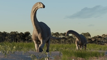 Argentina phát hiện hóa thạch loài khủng long ăn cỏ cách đây 90 triệu năm