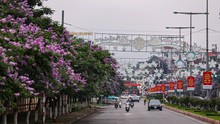 Hoa bằng lăng 'nhuộm tím' thành phố Hòa Bình