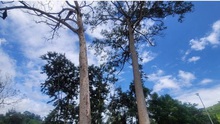 Chuyện quản lý: Đề xuất chi 400 triệu đồng để xử lý cây di sản bị chết ở Khánh Hòa