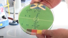 Vi khuẩn E. coli dự đoán đội tuyển Đức giành chiến thắng trận khai mạc EURO 2024