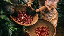 Khám phá giá cà phê Đắk Nông hôm nay, tăng hay giảm?