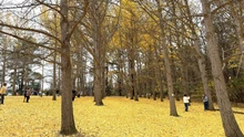 Chiều cuối Thu ở rừng bạch quả cổ thụ Ginkgo Grove, bang Virginia