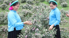 Độc đáo, đặc sắc Lễ hội Hoa sim biên giới 2025