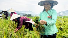 Rộn ràng mùa gặt ở Hà Giang, nơi địa đầu Tổ quốc