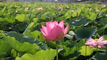 Hương sen đất Cố đô - Sức sống mới cho du lịch nông nghiệp Ninh Bình
