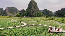 Hương sen đất Cố đô - Sức sống mới cho du lịch nông nghiệp Ninh Bình
