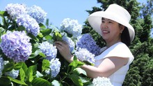 Rực rỡ sắc hoa cẩm tú cầu trên đỉnh Mẫu Sơn