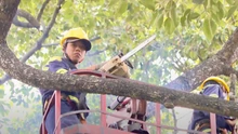 TP HCM lên phương án chống ngập lụt, cây đổ trong mùa mưa bão