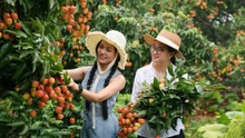 Hút khách du lịch mùa vải thiều