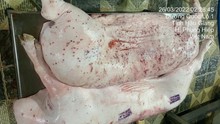 Điều tra đến cùng vụ Công ty Chăn nuôi C.P. Việt Nam bị 'tố' bán lợn bệnh
