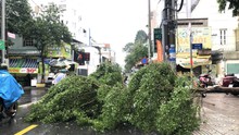 Mưa lớn kèm dông lốc, gió giật khiến nhiều cây xanh gãy đổ ở TP Hồ Chí Minh
