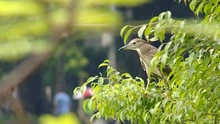 Chữ và nghĩa: Chin miềng đi thè thẹ
