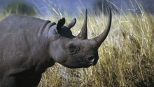 Namibia xây dựng khu bảo tồn tê giác đen lớn nhất thế giới