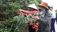 Hải Phòng ước thu khoảng 1.750 tỷ đồng từ vụ vải thiều năm 2025