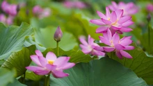 Giang Tô (Trung Quốc) mùa hoa sen nở 
