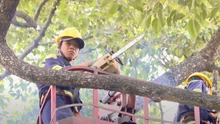 Bộ Nông nghiệp và Môi trường yêu cầu chủ động ứng phó thiên tai