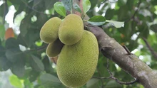 Chữ và nghĩa: Ai về nhắn với nậu nguồn