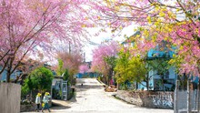Du lịch Đà Lạt vào mùa nào lý tưởng nhất cho những tâm hồn yêu cái đẹp và sự lãng mạn
