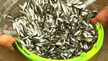 Rộn ràng mùa cá linh non nơi đầu nguồn châu thổ Cửu Long