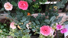 Hà Nội có trang trại hoa hồng 300 loài, mở cửa miễn phí