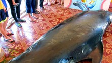 Cá voi nặng hơn một tấn dạt vào bờ biển Phú Yên với 3 vết thương