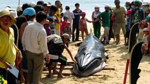 Cá voi lại dạt vào bờ biển huyện Bình Sơn