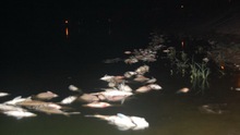 Cơ bản không còn xuất hiện hiện tượng cá chết ở hồ Hoàng Cầu, Hà Nội