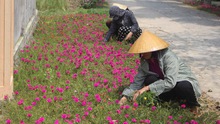 Những con đường tuyệt đẹp được 'trồng hoa thay thế cỏ dại' tại Thanh Hóa