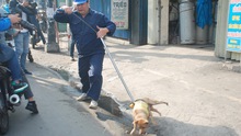 Thành phố Hồ Chí Minh: Tiếp tục bắt giữ chó thả rông