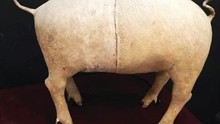 'Những cái đuôi' bằng da lợn được bán với giá 15.000 USD