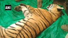 Dân làng hợp sức săn con hổ dữ tấn công giết chết 4 người dân vô tội