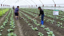 Những 'điểm sáng' nông thôn mới: 33% hợp tác xã nông nghiệp hoạt động hiệu quả