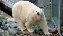 Chú gấu Bắc Cực đầu tiên chào đời tại Anh sau hơn 1/4 thế kỷ