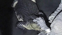 Cá sấu sông Nile dài 2m 'gác' kho súng đạn
