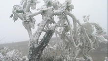 Chùm ảnh: Băng giá nhuộm trắng đỉnh núi Phia Oắc trong cái lạnh -9 độ C