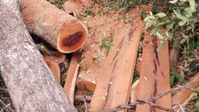 Điều tra vụ phá rừng trái phép tại Tiểu khu 408-Vườn quốc gia Yok Đôn, Đắk Lắk