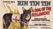 Rin Tin Tin - Minh tinh chó duy nhất trong lịch sử điện ảnh