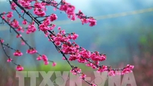 Lễ hội hoa Anh đào – Mai vàng Yên Tử diễn ra sớm hơn 2 ngày so với dự kiến