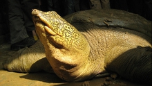 Tìm thấy cá thể rùa Hoàn Kiếm, loài rùa quý hiếm nhất thế giới tại Sơn Tây, Hà Nội