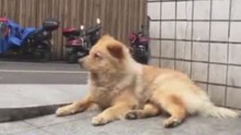Chú chó đợi chủ 12 tiếng mỗi ngày đang 'gây sốt' cộng đồng mạng Trung Quốc