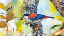 Nhiếp ảnh 'chim' Tăng A Pẩu: Chụp ảnh hơn 500 loài chim để... kêu cứu