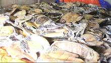 Tuyên án kẻ tàng trữ số lượng lớn xác rùa biển nguy cấp, quý hiếm