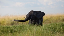 Sốc với vụ giết voi lớn nhất trong lịch sử tại Botswana